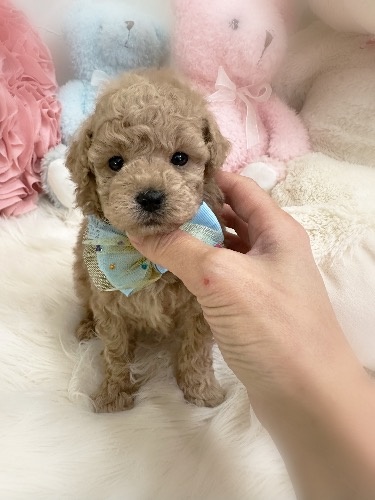 トイプードルの子犬(ID:1291011033)の5枚目の写真/更新日:2026-03-19