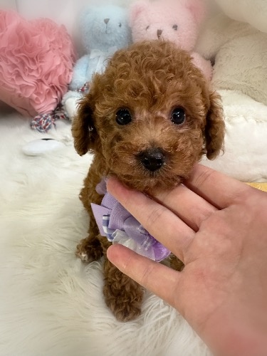 �g�C�v�[�h���̎q���iID:1291011034�j��1���ڂ̎ʐ^/�X�V��:2026-04-23