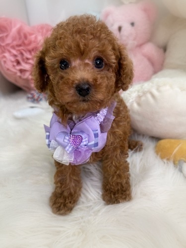 �g�C�v�[�h���̎q���iID:1291011034�j��2���ڂ̎ʐ^/�X�V��:2026-04-23