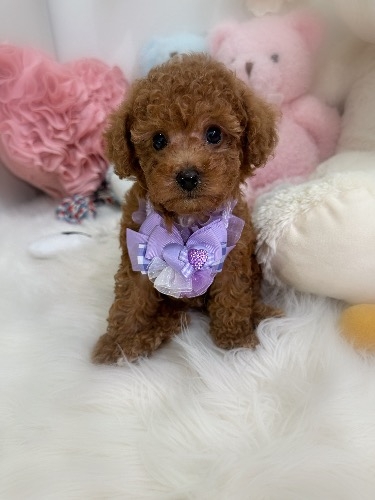 �g�C�v�[�h���̎q���iID:1291011034�j��3���ڂ̎ʐ^/�X�V��:2026-04-23