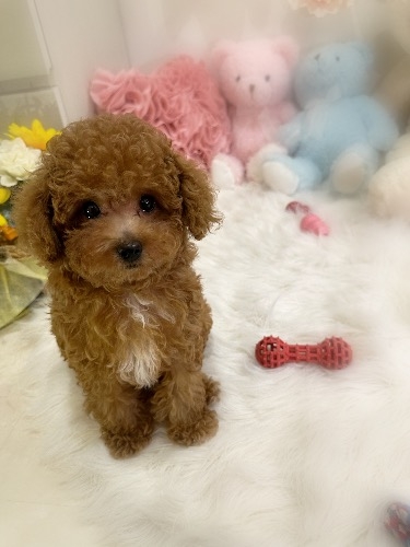 トイプードルの子犬(ID:1291011034)の4枚目の写真/更新日:2026-05-23