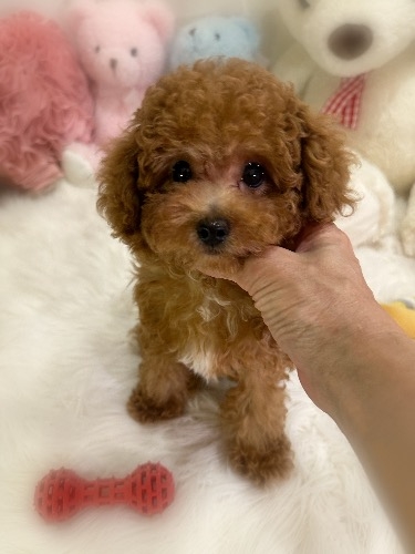 トイプードルの子犬(ID:1291011034)の5枚目の写真/更新日:2026-05-23