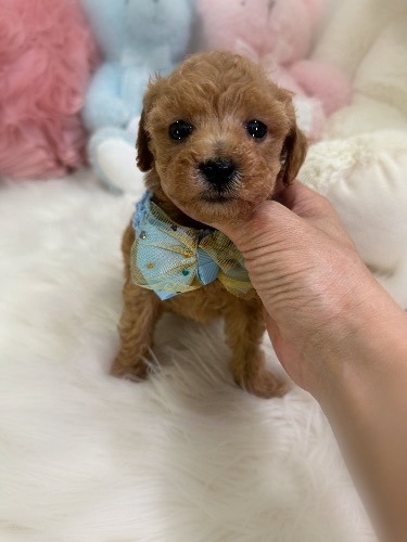 �g�C�v�[�h���̎q���iID:1291011035�j��1���ڂ̎ʐ^/�X�V��:2026-04-18