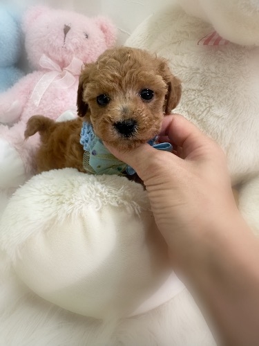 �g�C�v�[�h���̎q���iID:1291011035�j��2���ڂ̎ʐ^/�X�V��:2026-04-18