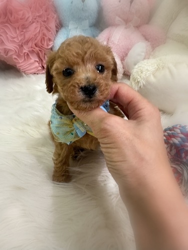 �g�C�v�[�h���̎q���iID:1291011035�j��3���ڂ̎ʐ^/�X�V��:2026-04-18