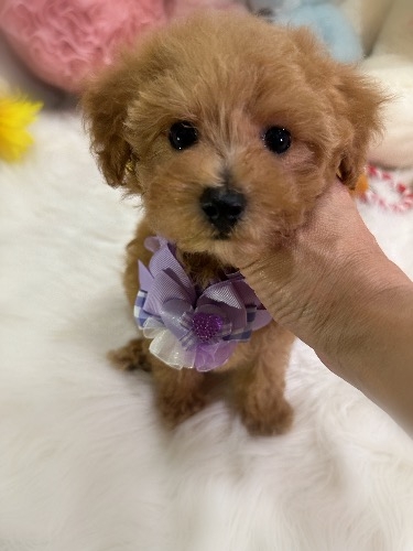 トイプードルの子犬(ID:1291011035)の4枚目の写真/更新日:2026-05-23