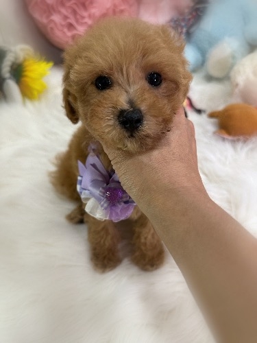 トイプードルの子犬(ID:1291011035)の5枚目の写真/更新日:2026-05-23