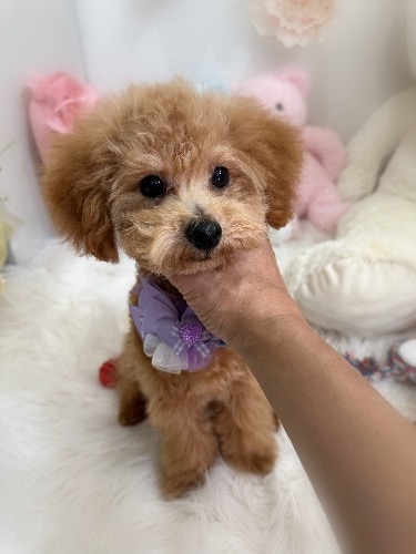 トイプードルの子犬(ID:1291011035)の6枚目の写真/更新日:2026-08-12
