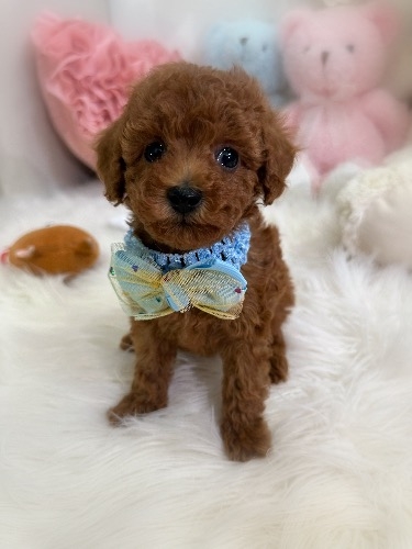 �g�C�v�[�h���̎q���iID:1291011036�j��1���ڂ̎ʐ^/�X�V��:2026-04-24