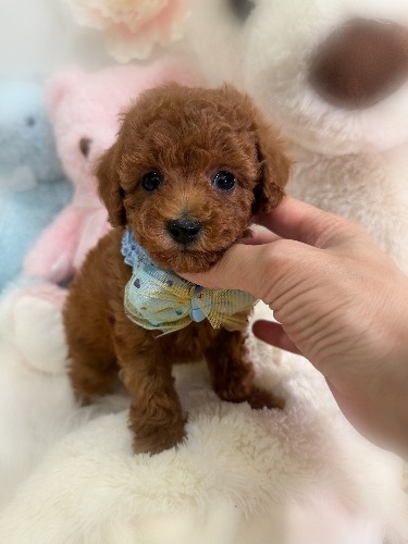 �g�C�v�[�h���̎q���iID:1291011036�j��2���ڂ̎ʐ^/�X�V��:2026-04-24