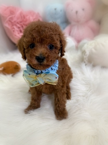 �g�C�v�[�h���̎q���iID:1291011036�j��3���ڂ̎ʐ^/�X�V��:2026-04-24