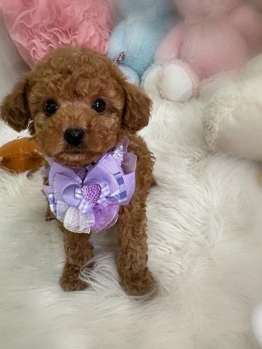 �g�C�v�[�h���̎q���iID:1291011037�j��2���ڂ̎ʐ^/�X�V��:2026-04-23