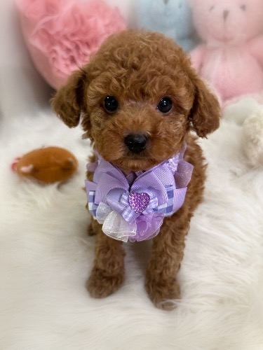 �g�C�v�[�h���̎q���iID:1291011037�j��3���ڂ̎ʐ^/�X�V��:2026-04-23