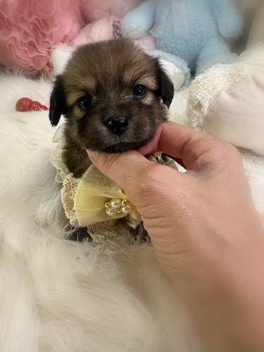 �~�b�N�X�̎q���iID:1291011038�j��1���ڂ̎ʐ^/�X�V��:2026-04-25