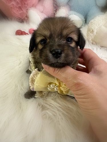 �~�b�N�X�̎q���iID:1291011038�j��2���ڂ̎ʐ^/�X�V��:2026-04-25