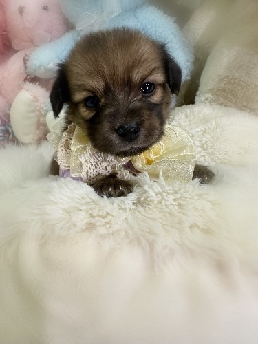 �~�b�N�X�̎q���iID:1291011038�j��3���ڂ̎ʐ^/�X�V��:2026-04-25