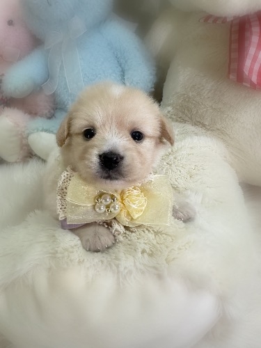 �~�b�N�X�̎q���iID:1291011039�j��1���ڂ̎ʐ^/�X�V��:2026-04-25