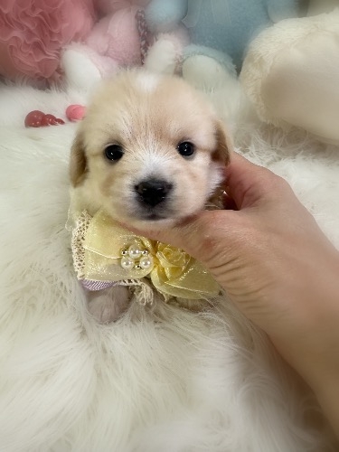 �~�b�N�X�̎q���iID:1291011039�j��2���ڂ̎ʐ^/�X�V��:2026-04-25