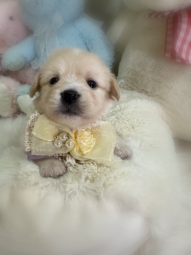 �~�b�N�X�̎q���iID:1291011039�j��3���ڂ̎ʐ^/�X�V��:2026-04-25