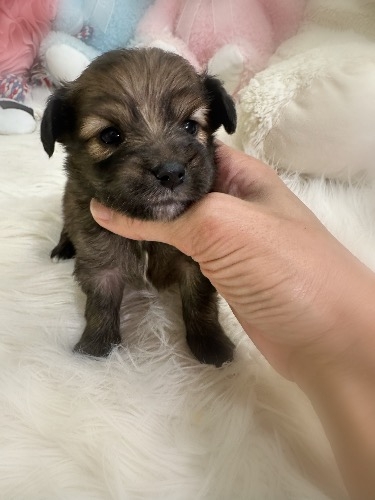 �~�b�N�X�̎q���iID:1291011040�j��1���ڂ̎ʐ^/�X�V��:2026-04-25