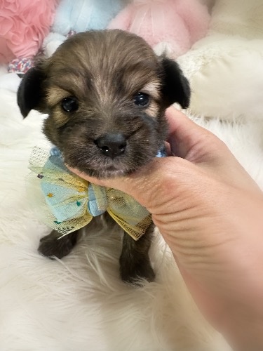 �~�b�N�X�̎q���iID:1291011040�j��2���ڂ̎ʐ^/�X�V��:2026-04-25