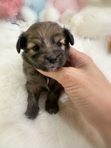 �~�b�N�X�̎q���iID:1291011040�j��3���ڂ̎ʐ^/�X�V��:2026-04-25