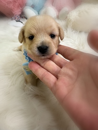 �~�b�N�X�̎q���iID:1291011041�j��1���ڂ̎ʐ^/�X�V��:2026-04-25