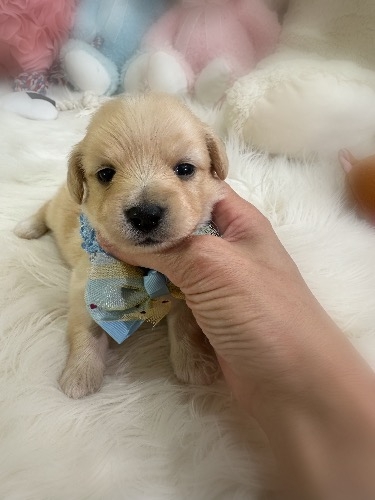 �~�b�N�X�̎q���iID:1291011041�j��2���ڂ̎ʐ^/�X�V��:2026-04-25