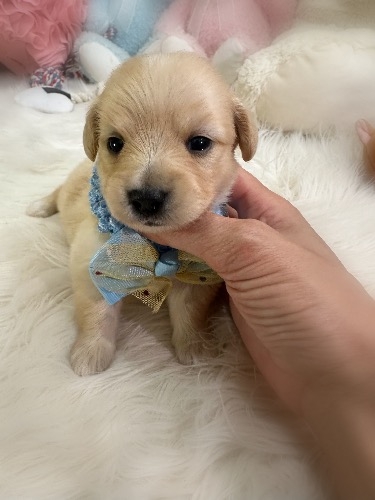 �~�b�N�X�̎q���iID:1291011041�j��3���ڂ̎ʐ^/�X�V��:2026-04-25