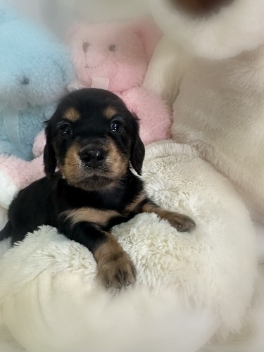 �~�j�`���A�_�b�N�X�t���h�i�����O�j�̎q���iID:1291011042�j��3���ڂ̎ʐ^/�X�V��:2026-05-09