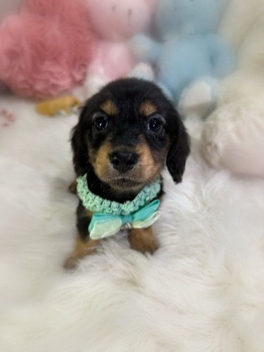 ミニチュアダックスフンド(ロング)の子犬(ID:1291011042)の4枚目の写真/更新日:2026-05-17