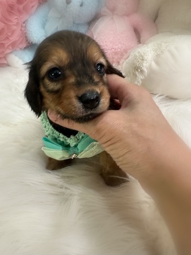 �~�j�`���A�_�b�N�X�t���h�i�����O�j�̎q���iID:1291011043�j��2���ڂ̎ʐ^/�X�V��:2026-05-09