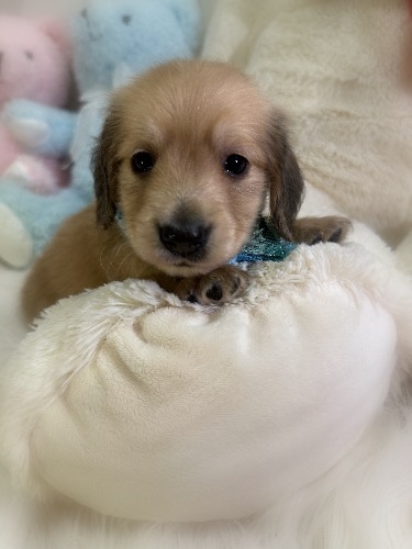 ミニチュアダックスフンド(ロング)の子犬(ID:1291011046)の4枚目の写真/更新日:2026-05-18