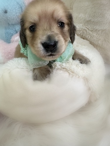 �~�j�`���A�_�b�N�X�t���h�i�����O�j�̎q���iID:1291011047�j��3���ڂ̎ʐ^/�X�V��:2026-05-13