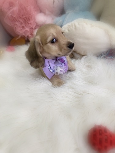 �~�j�`���A�_�b�N�X�t���h�i�����O�j�̎q���iID:1291011047�j��5���ڂ̎ʐ^/�X�V��:2026-06-04