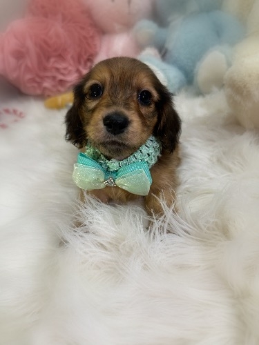 ミニチュアダックスフンド(ロング)の子犬(ID:1291011048)の1枚目の写真/更新日:2026-05-18