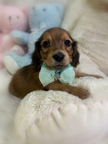 ミニチュアダックスフンド(ロング)の子犬(ID:1291011048)の2枚目の写真/更新日:2026-05-18