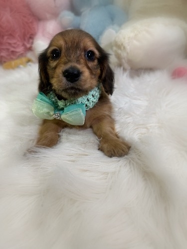 ミニチュアダックスフンド(ロング)の子犬(ID:1291011048)の3枚目の写真/更新日:2026-05-18