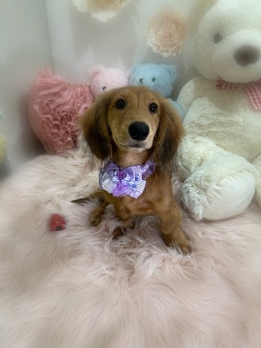 ミニチュアダックスフンド(ロング)の子犬(ID:1291011048)の5枚目の写真/更新日:2026-08-22