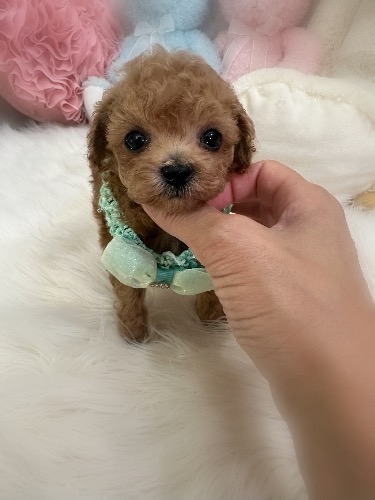 トイプードルの子犬(ID:1291011050)の1枚目の写真/更新日:2026-06-18