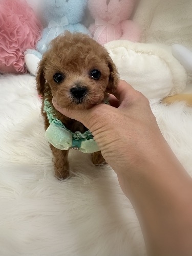 トイプードルの子犬(ID:1291011050)の2枚目の写真/更新日:2026-06-18