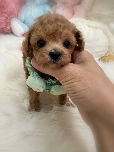 トイプードルの子犬(ID:1291011050)の3枚目の写真/更新日:2026-06-18