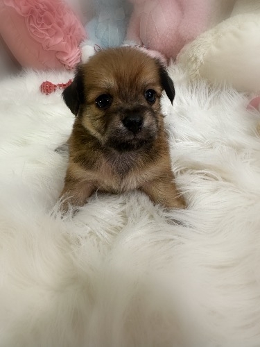 �~�b�N�X�̎q���iID:1291011054�j��1���ڂ̎ʐ^/�X�V��:2026-06-28