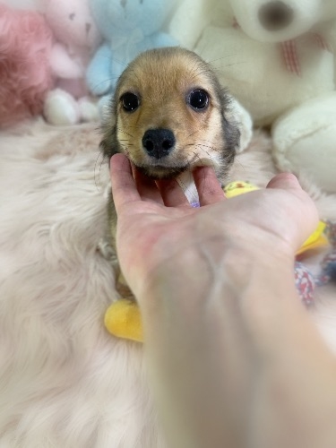 ミックスの子犬(ID:1291011055)の4枚目の写真/更新日:2026-08-20