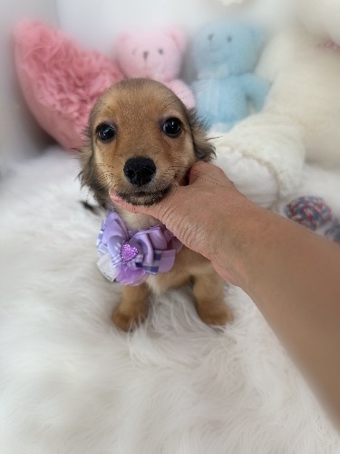 ミックスの子犬(ID:1291011055)の5枚目の写真/更新日:2026-08-23