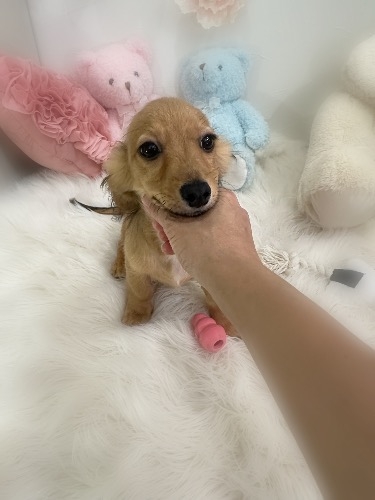 ミックスの子犬(ID:1291011055)の6枚目の写真/更新日:2026-09-22