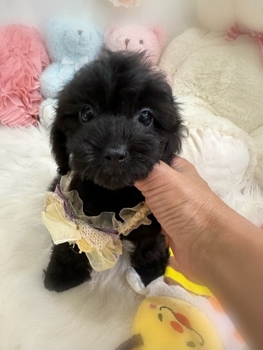 ミックスの子犬(ID:1291011057)の5枚目の写真/更新日:2026-08-15