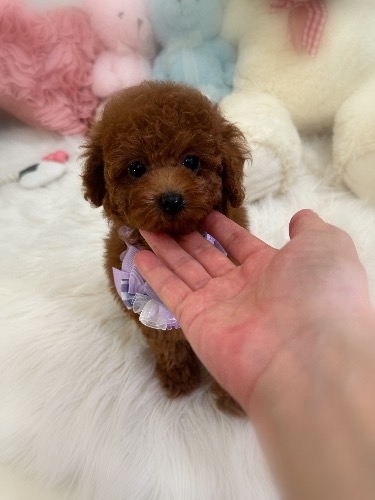 トイプードルの子犬(ID:1291011063)の4枚目の写真/更新日:2026-08-13