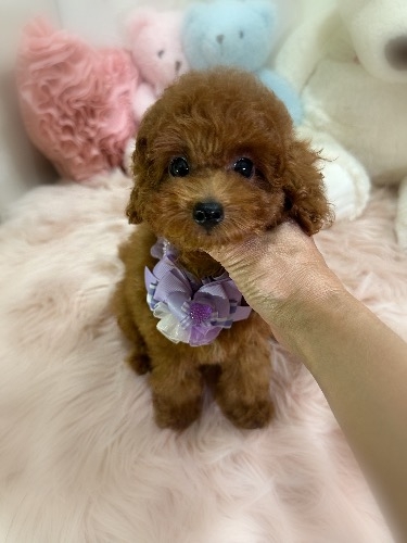 トイプードルの子犬(ID:1291011063)の5枚目の写真/更新日:2026-08-22