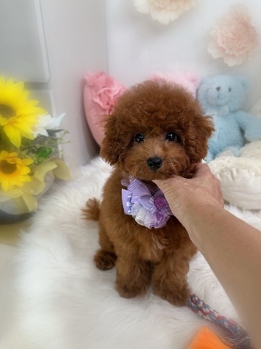 トイプードルの子犬(ID:1291011063)の6枚目の写真/更新日:2026-09-15